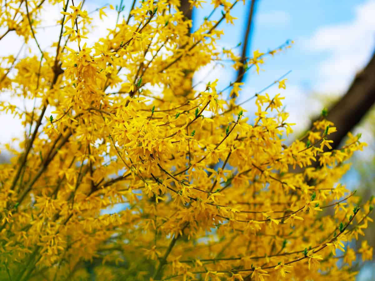 Yellow flowering Forsythia bush in spring. Selective focus.