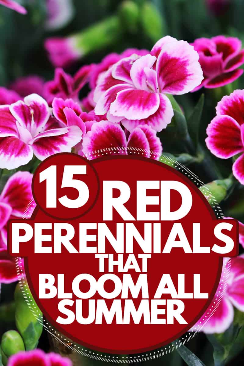 15 Red Perennials That Bloom All Summer