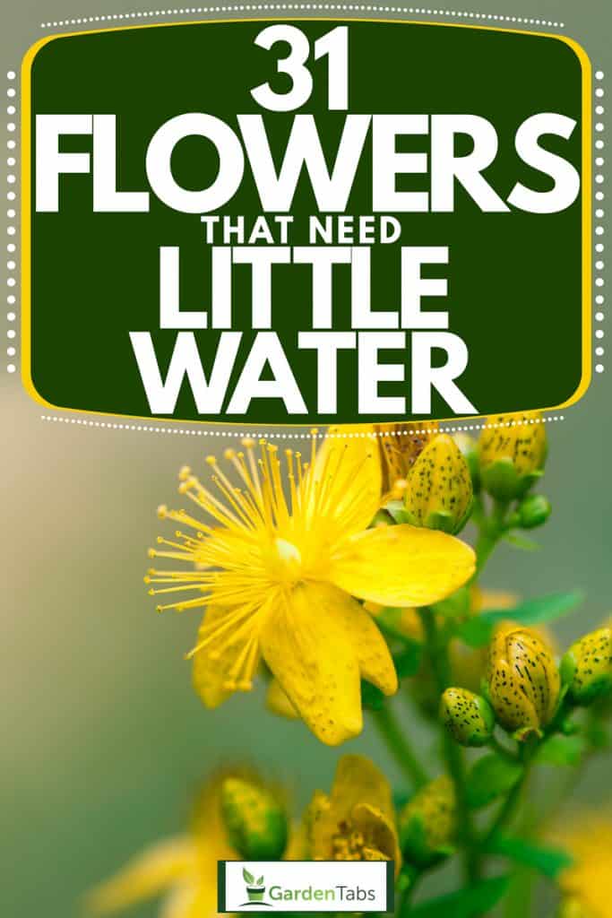 An up close photo of a Hypericum at a garden, 31 Flowers That Need Little Water