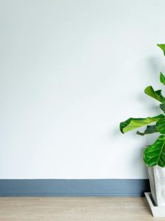A ficus lyrata plant placed on a modern square pot, How Big Does A Fiddle Leaf Fig Tree Get? [Here's the answer]