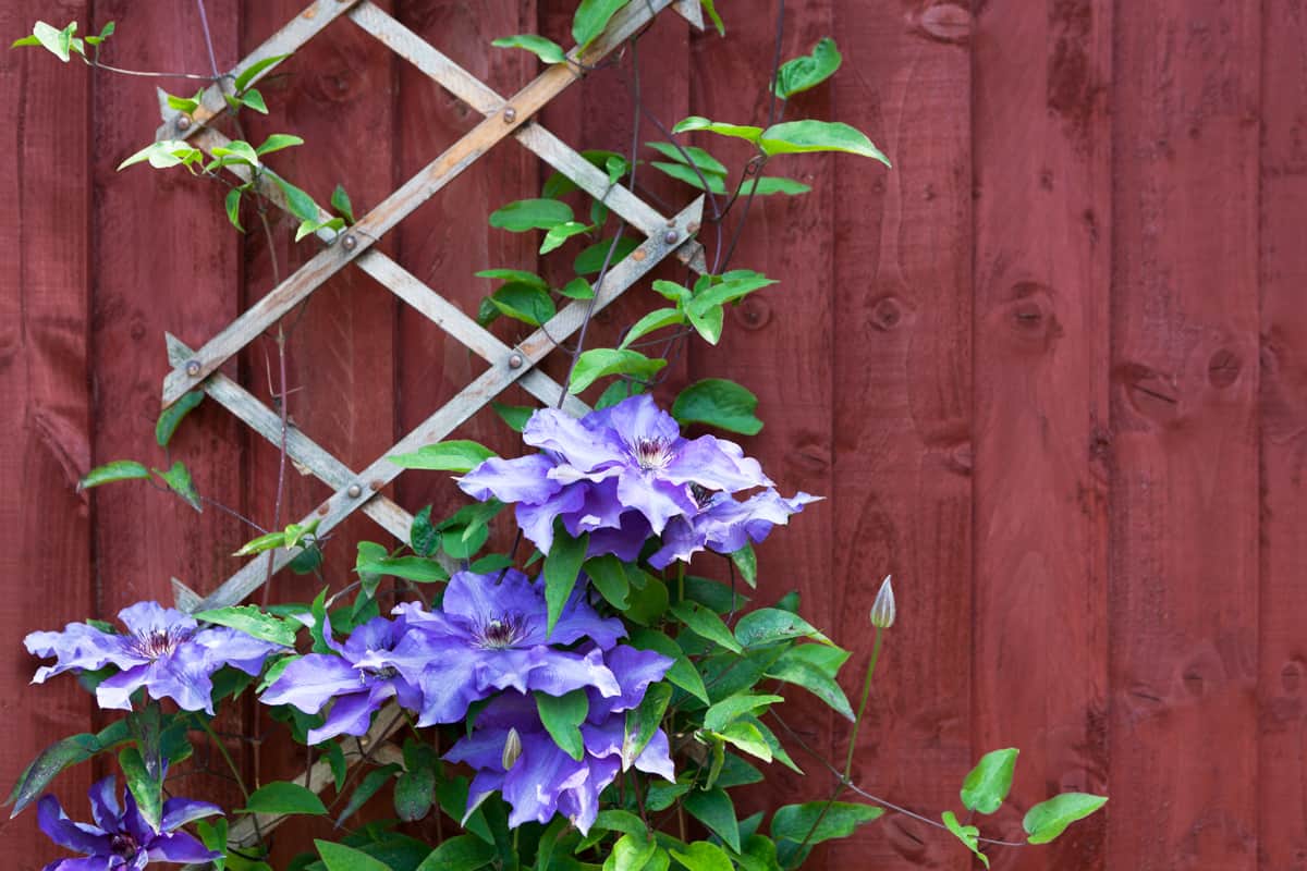 A beautiful clemantis creeping flower slowly going up to the wall, 22 Fast-Growing Plants for Your Garden