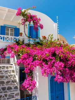 A beautiful house with Bougainvillea flowers growing on its porch, 15 Vines That Grow in Shade