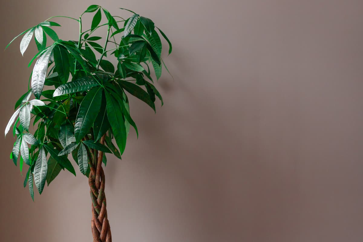 Braided money tree on a brown wall, How To Braid A Money Tree? [6 Steps]