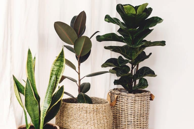 A fiddle leaf fig tree in a white curtain placed inside planter baskets, How To Prune A Fiddle Leaf Fig Tree [6 Steps]