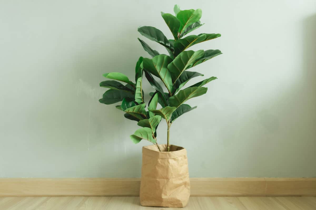 Fiddle leaf fig tree planted on a small paper bag, 13 Best Fiddle Leaf Fig Grow Light Options