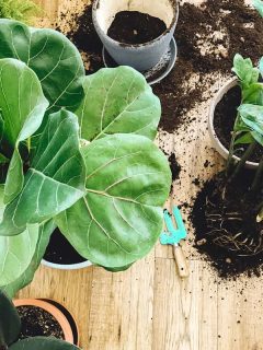 A fiddle leaf tree being replanted to another pot, Does A Fiddle Leaf Fig Need Direct Sunlight?