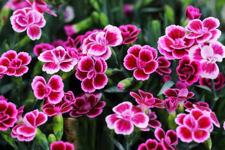 A garden filled with Dianthus flowers photographed on a sunny day, 15 Red Perennials That Bloom All Summer