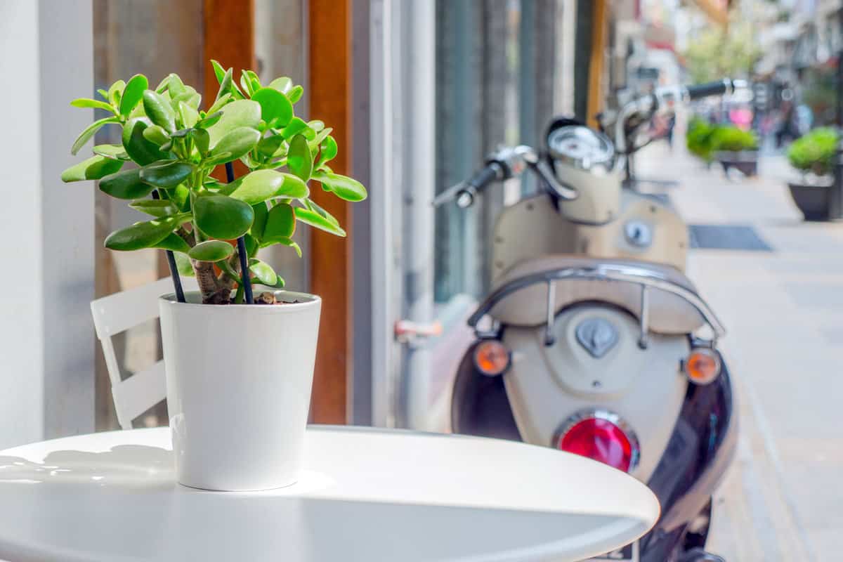 A money tree planted on a white ceramic pot placed outside a small restaurant next to a Vespa, How Long Does A Money Tree Live?