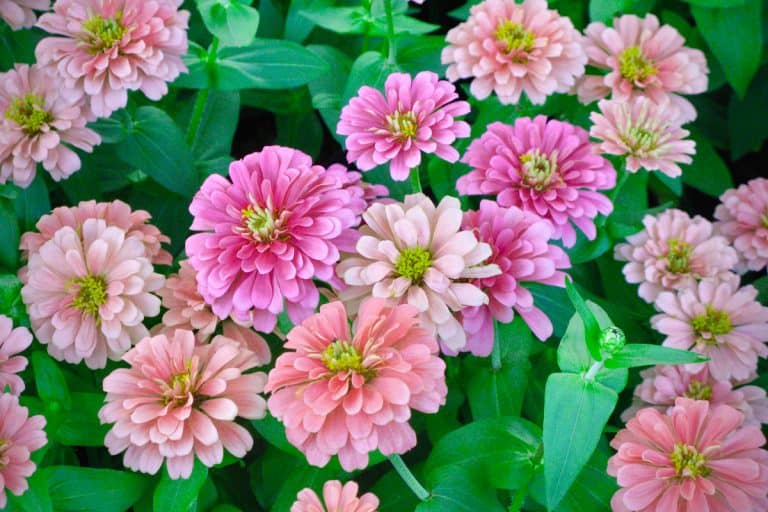A patch of Zinnia flowers photographed on a garden, 25 Deer Resistant Flowers (By Color)