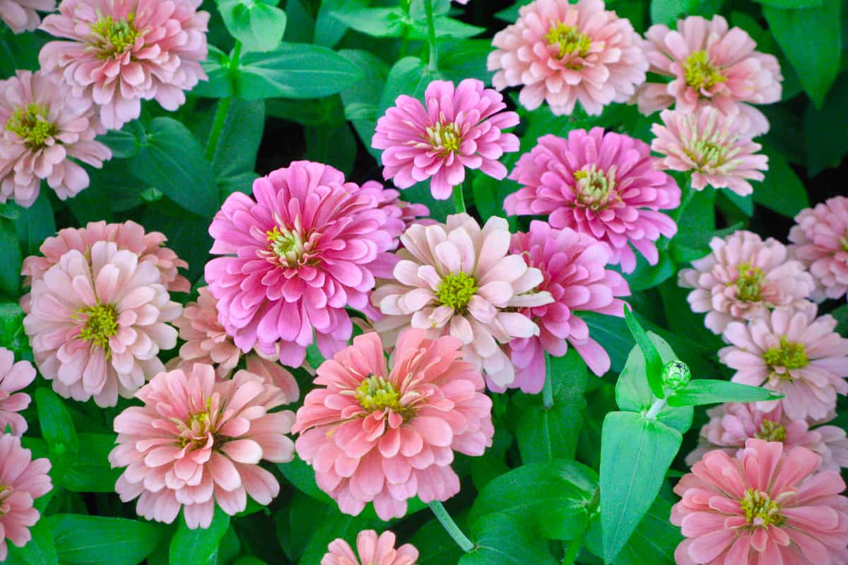A patch of Zinnia flowers photographed on a garden, 25 Deer Resistant Flowers (By Color)