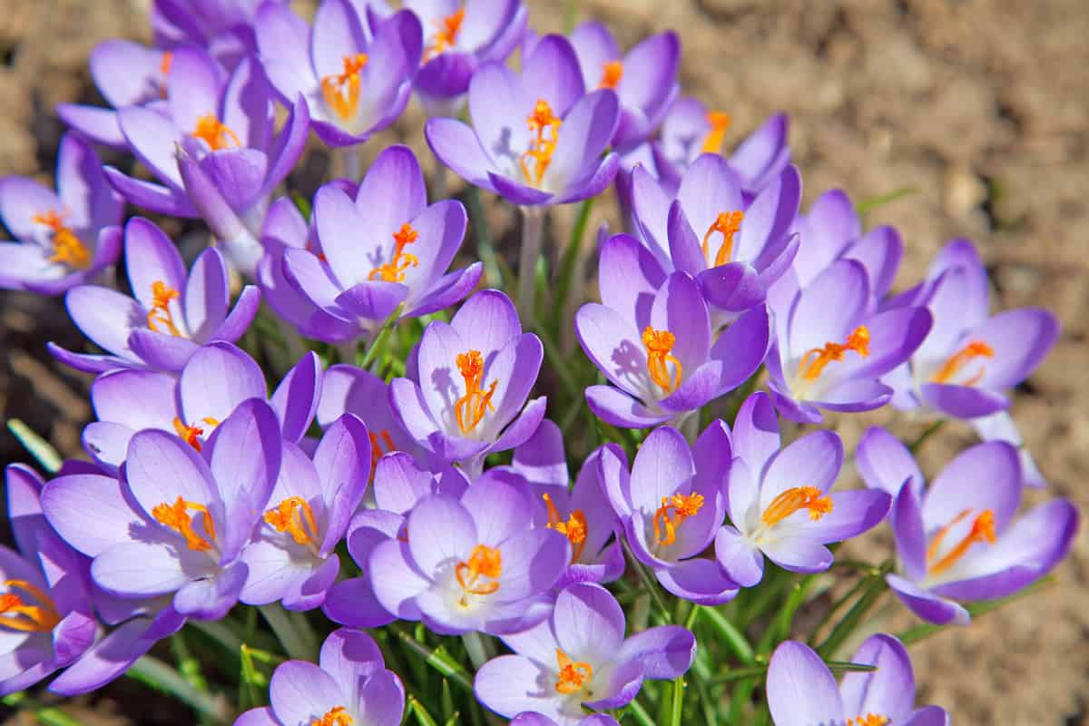 A patch of crocus flowers on a garden, 25 Fabulous Companion Plants for Roses