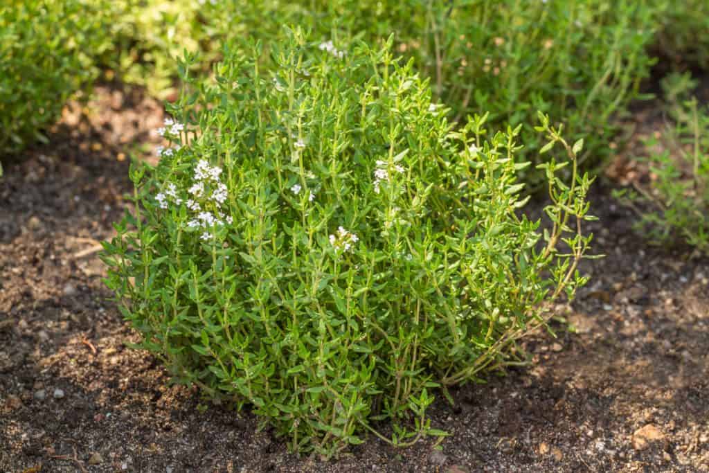 A patch of thyme leaves blooming on a garden