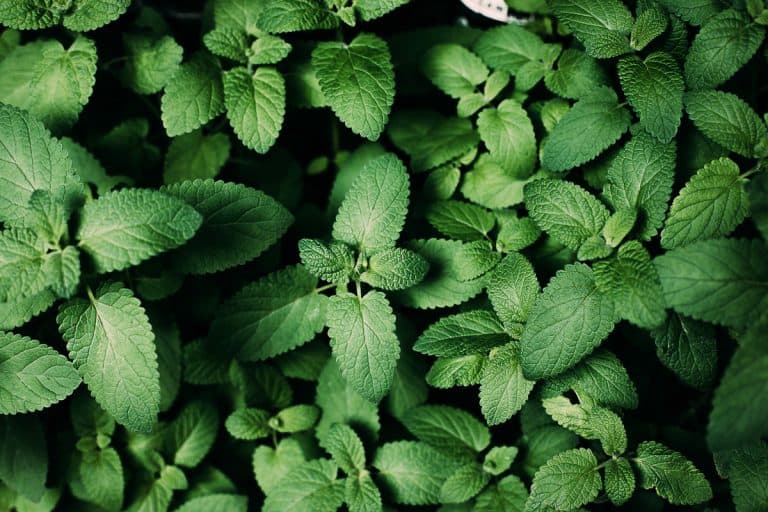 A top view of mint leaves on a garden, 18 Herbs That Like Full Sun for Your Kitchen Windowsill