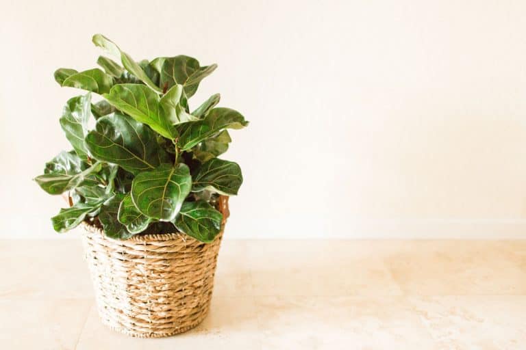 Young fiddle leaf fig tree on a small wooden basket placed inside a room, 7 Best Fiddle Leaf Fig Fertilizers