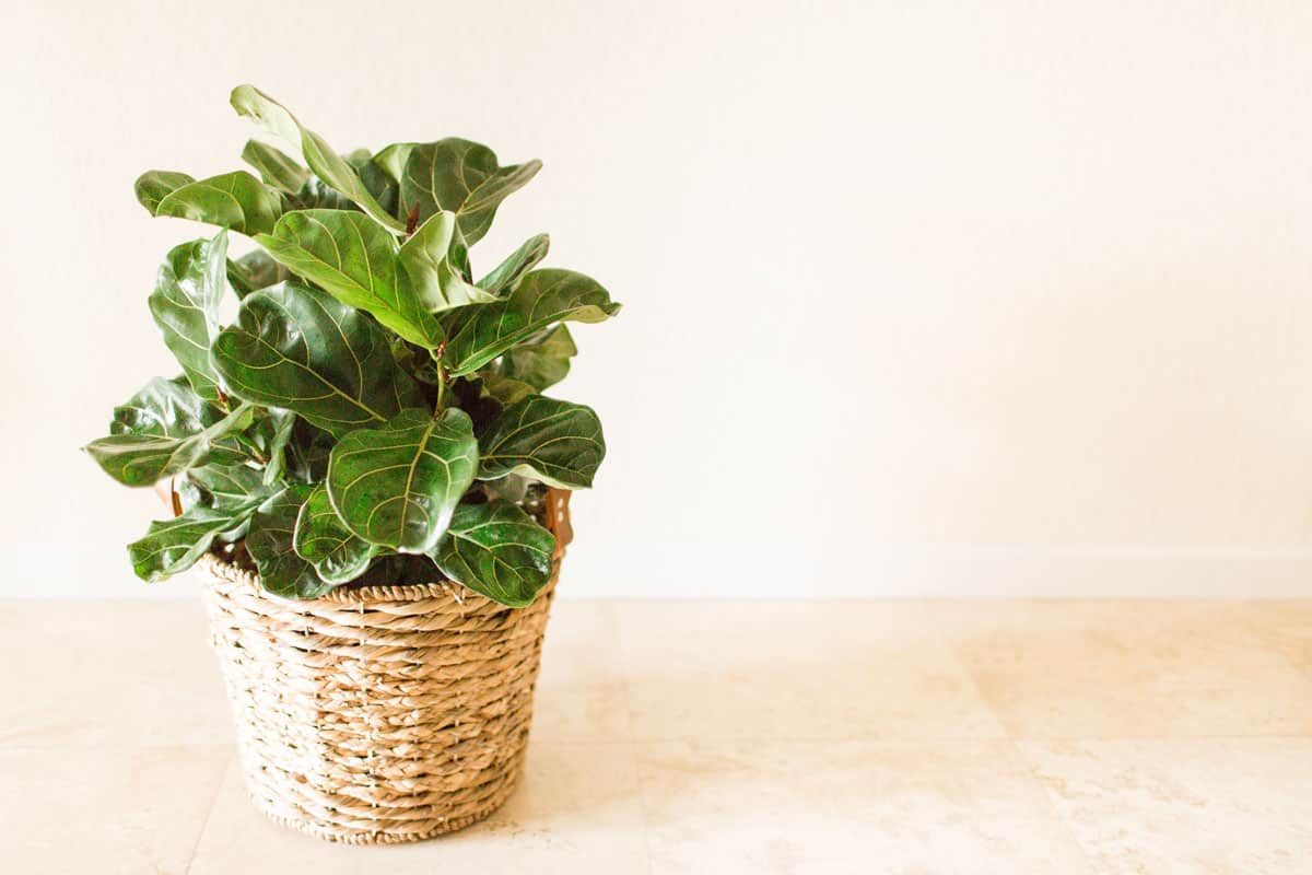 Young fiddle leaf fig tree on a small wooden basket placed inside a room, 7 Best Fiddle Leaf Fig Fertilizers