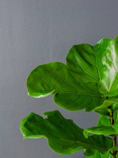 An up close photo of a fiddle leaf tree on a gray painted wall, How Often To Water A Fiddle Leaf Fig?