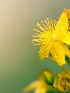 Up close photo of a Hypericum at a garden, 31 Flowers That Need Little Water