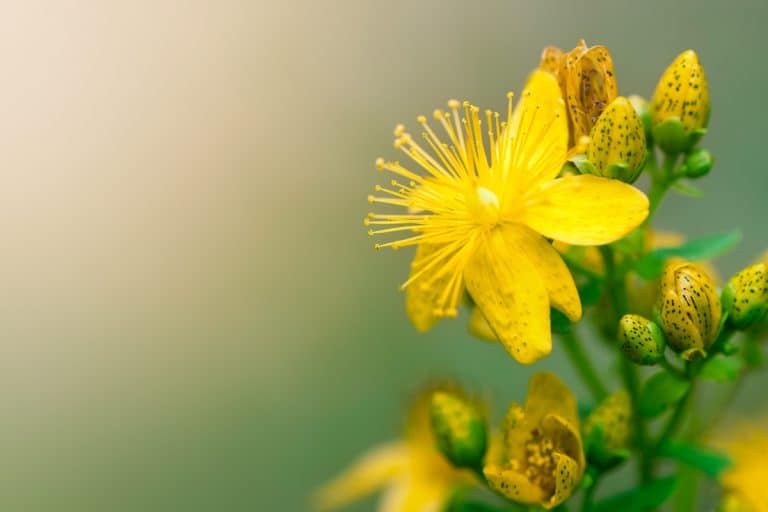 Up close photo of a Hypericum at a garden, 31 Flowers That Need Little Water