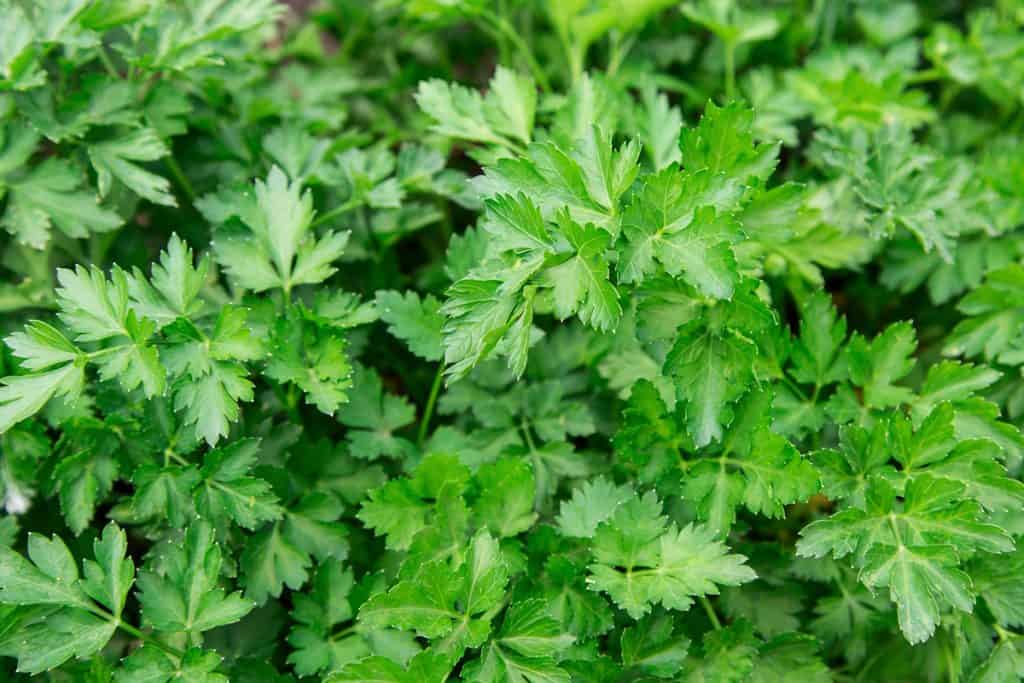 An up close photograph of fresh parsley leaves on a garden