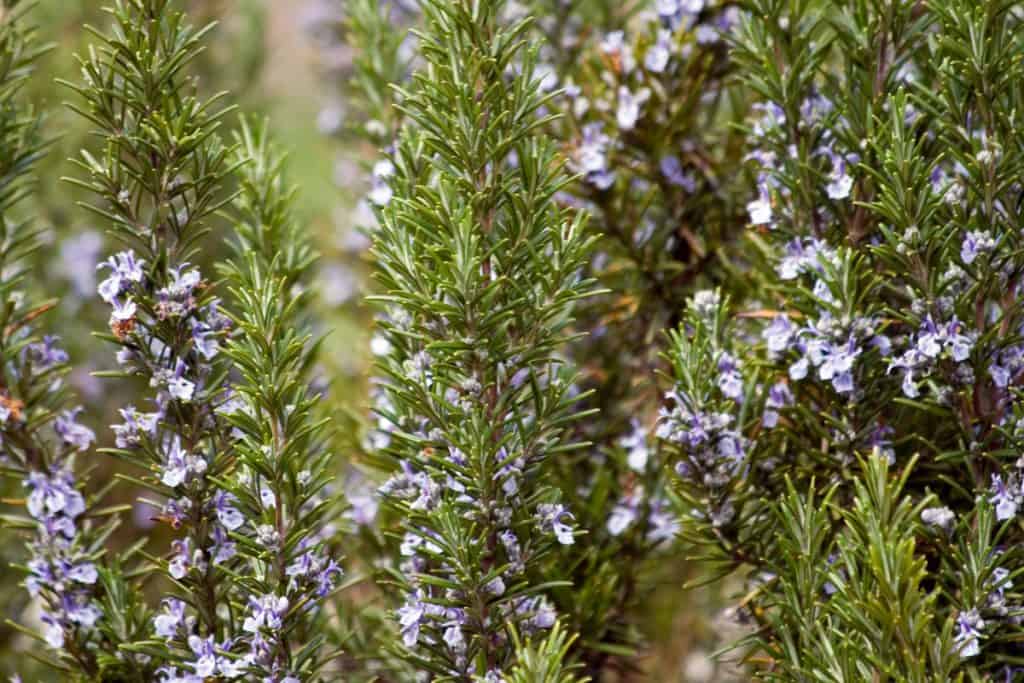 An up close and detailed view of rosemary leaves photographed on a garden