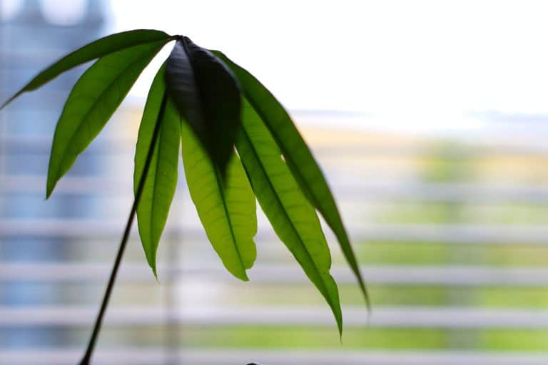 Up close photo of a money tree near a window, How And When To Water A Money Tree