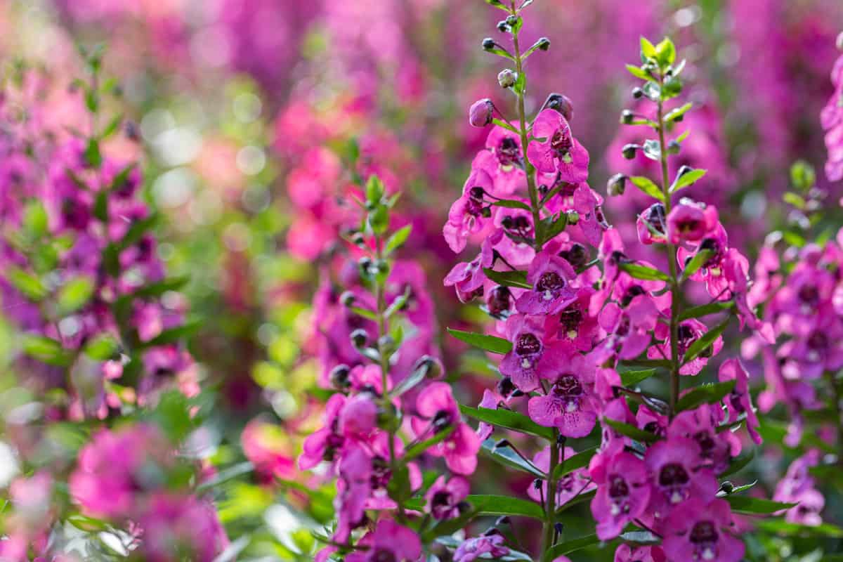 Angelonia Serena flower in the garden at sunny summer or spring day.