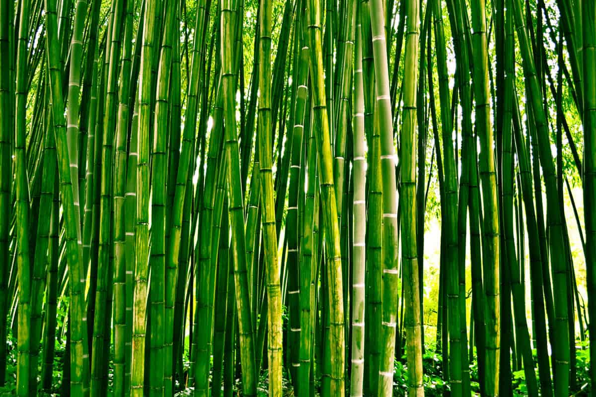 Bambusoideae bamboo forest