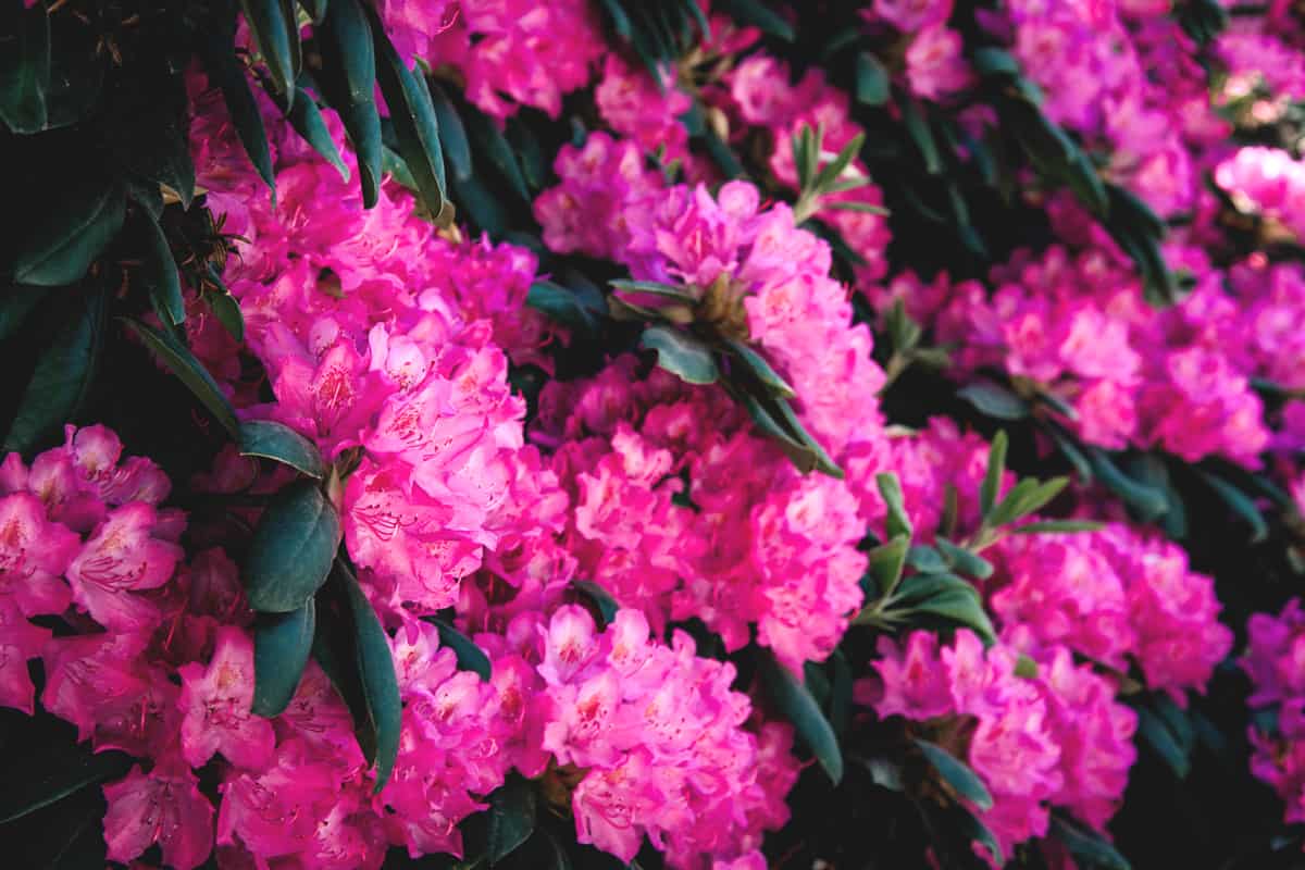 Beautiful Rhododendron flowers photographed on a sunny day in a garden, 19 Flowering Shrubs for Shade