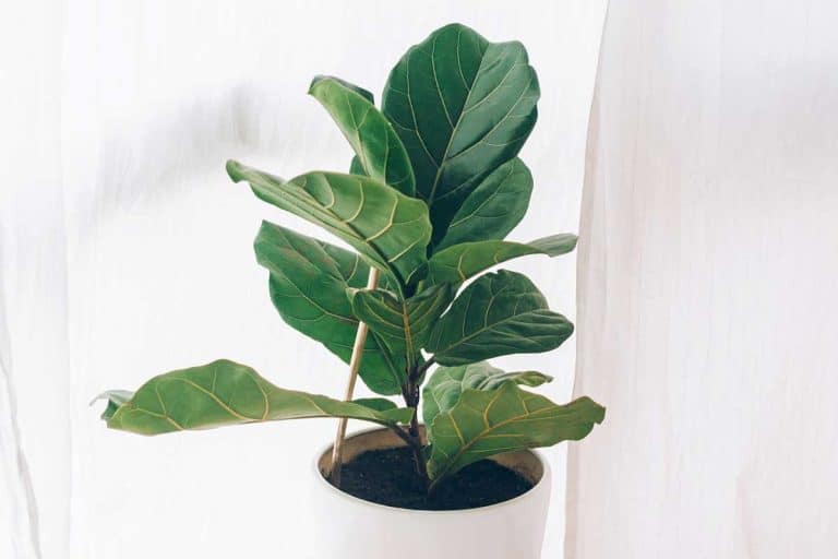 Beautiful fiddle leaf fig tree plant with big green leaves in white pot, Fiddle Leaf Fig Dropping Leaves - What To Do?