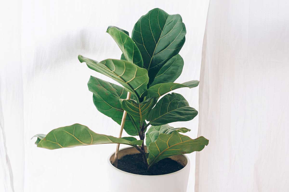 Beautiful fiddle leaf fig tree plant with big green leaves in white pot, Fiddle Leaf Fig Dropping Leaves - What To Do?