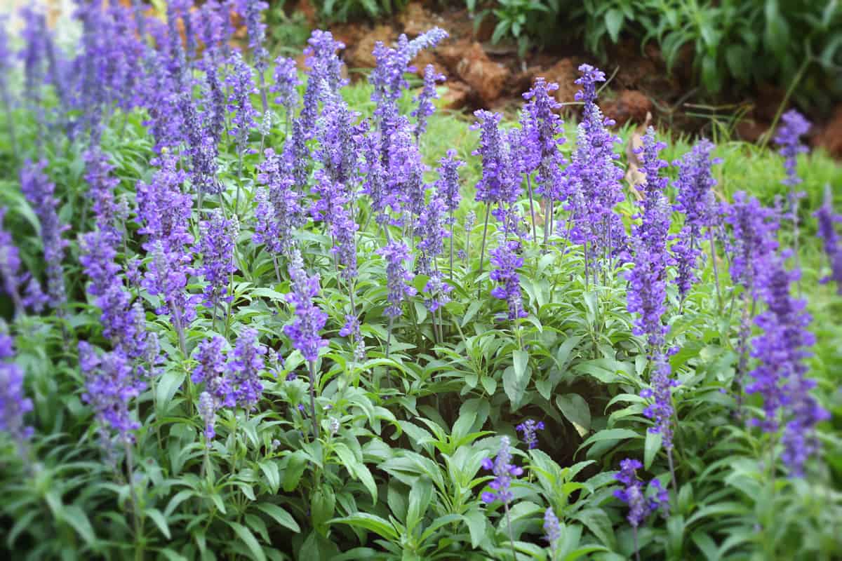 Beautiful salvia flowers blooming gorgeously on a garden