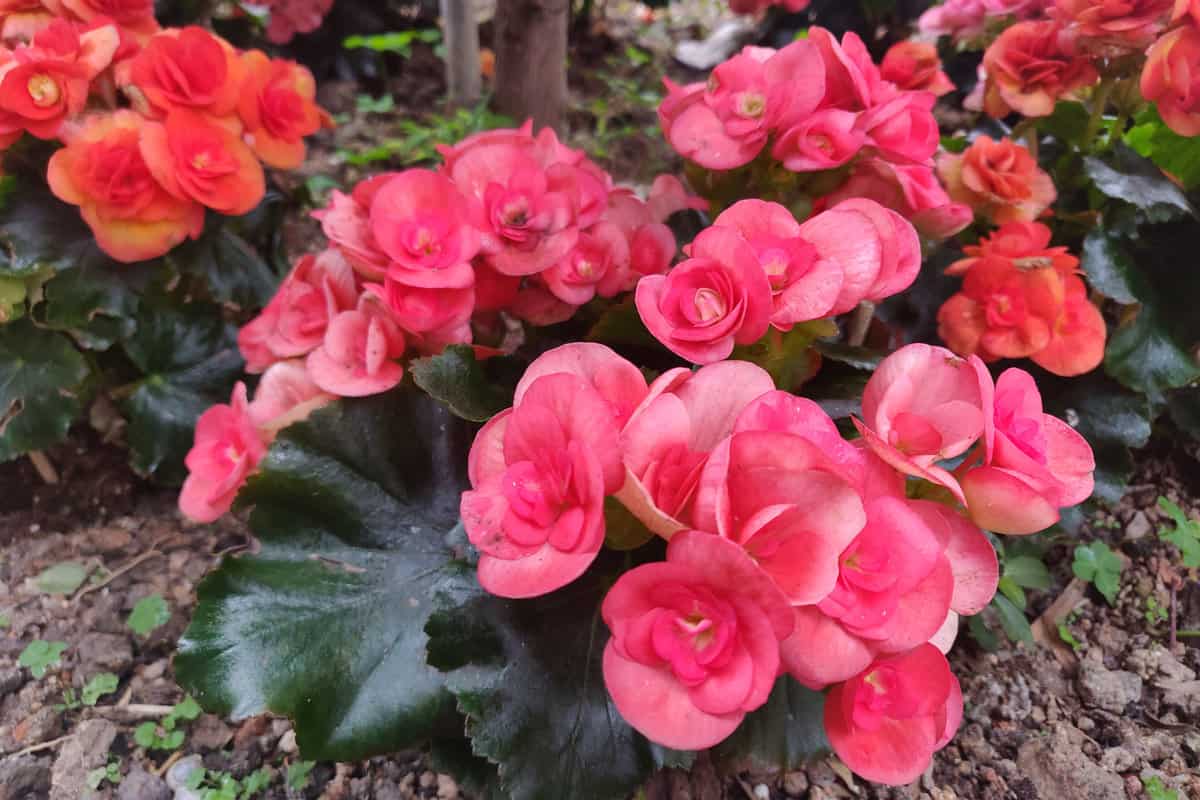 Close up of the bright red flowers of the Begonia cucullata, also known as wax begonia and clubed begonia. It is a decorative plant, potted plants and gardens with colorful leaves.