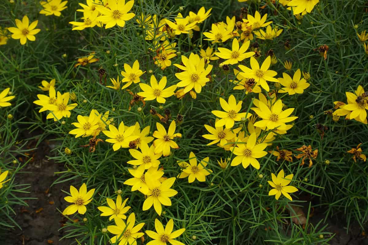 Close view of yellow flowers of Coreopsis verticillata in mid July, The 17 Best Plants to Grow in Zone 7a (0 to 5 °F/-17.8 to -15 °C)