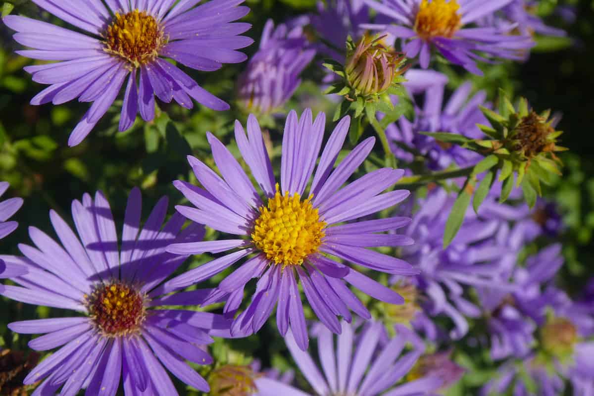 Closeup of the beautiful purple flowers from an Aromatic Aster (Symphyotrichum oblongifolium) perennial