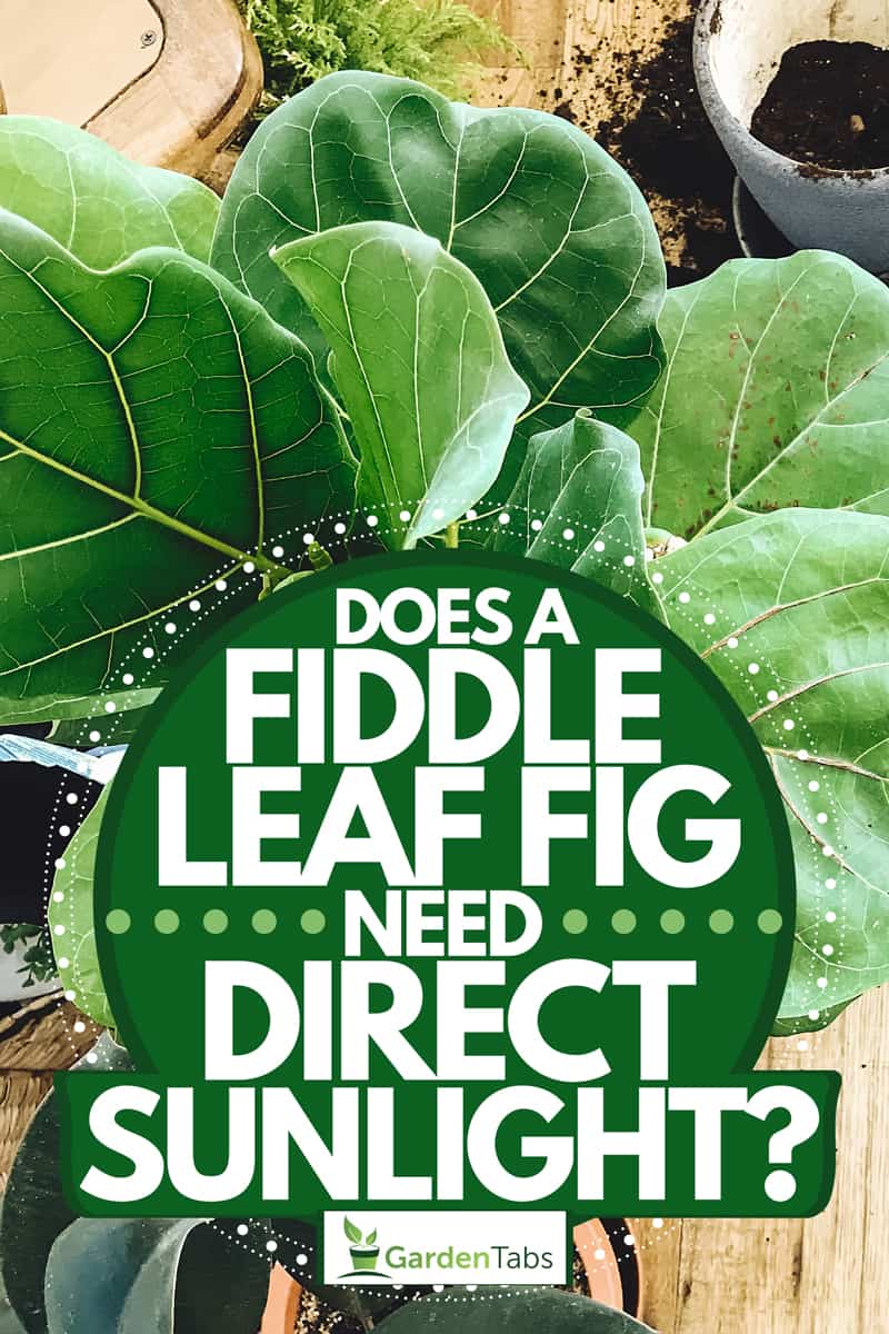 Does A Fiddle Leaf Fig Need Direct Sunlight?