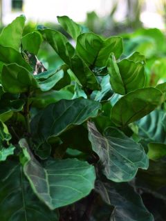 Ficus Lyrata plants planted in a greenhouse farm, Can I Move My Fiddle Leaf Fig Outside?