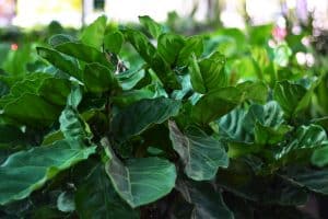 Read more about the article Can I Move My Fiddle Leaf Fig Outside?