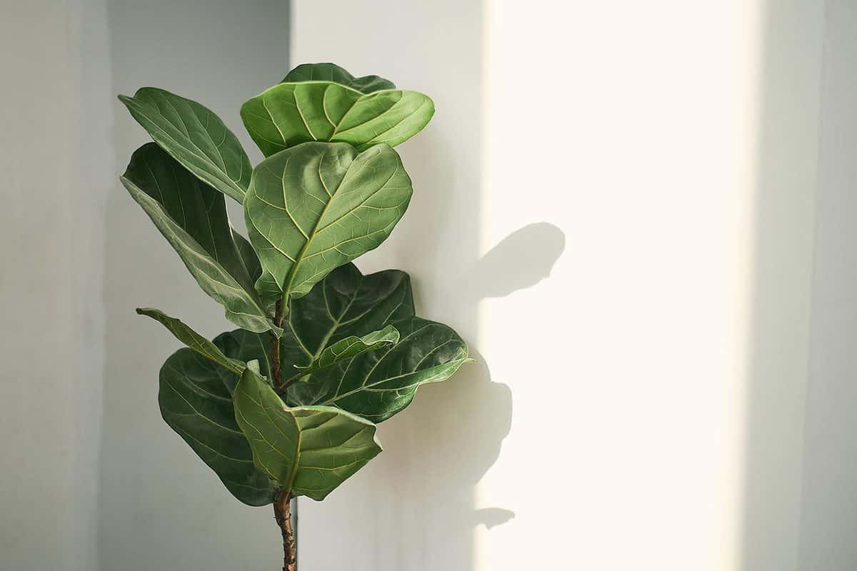 Fiddle-leaf fig tree houseplant on white wall