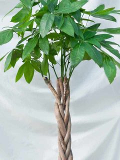 Guiana Chestnut Malvaceae money tree plant in black pot, How Fast Does A Money Tree Grow?