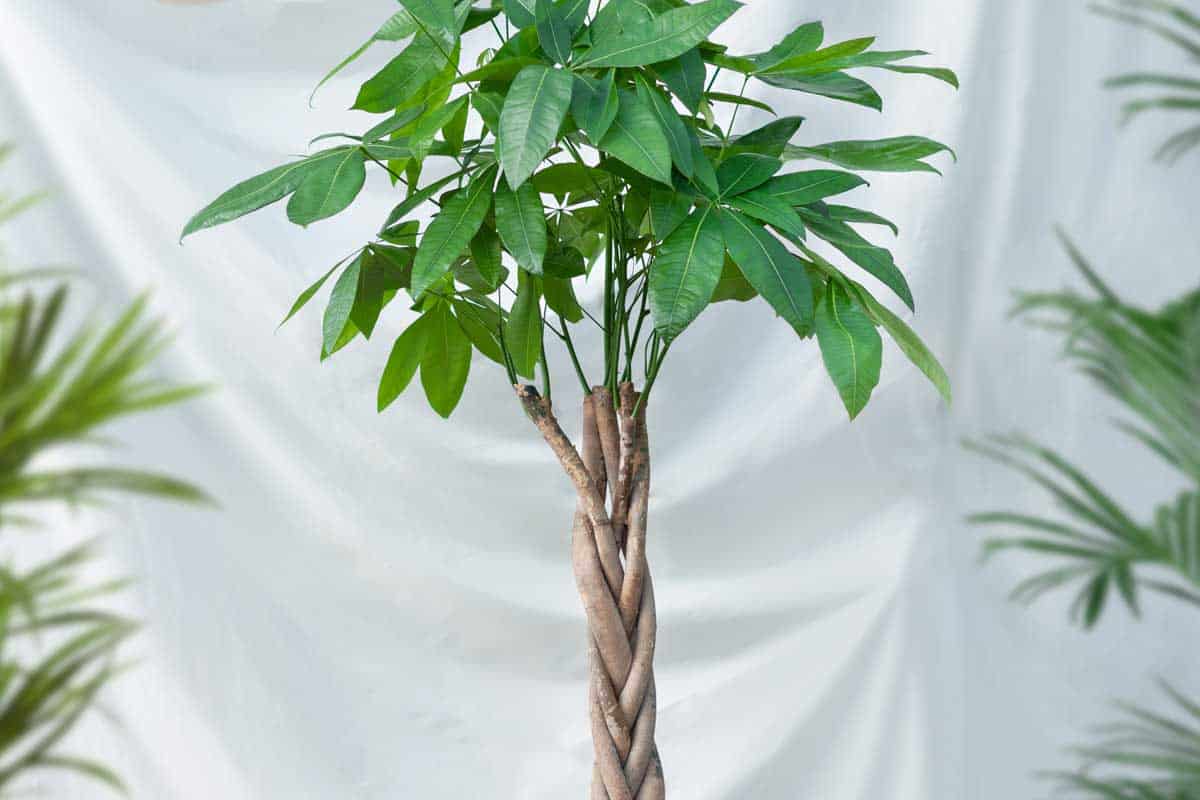 Guiana Chestnut Malvaceae money tree plant in black pot, How Fast Does A Money Tree Grow?