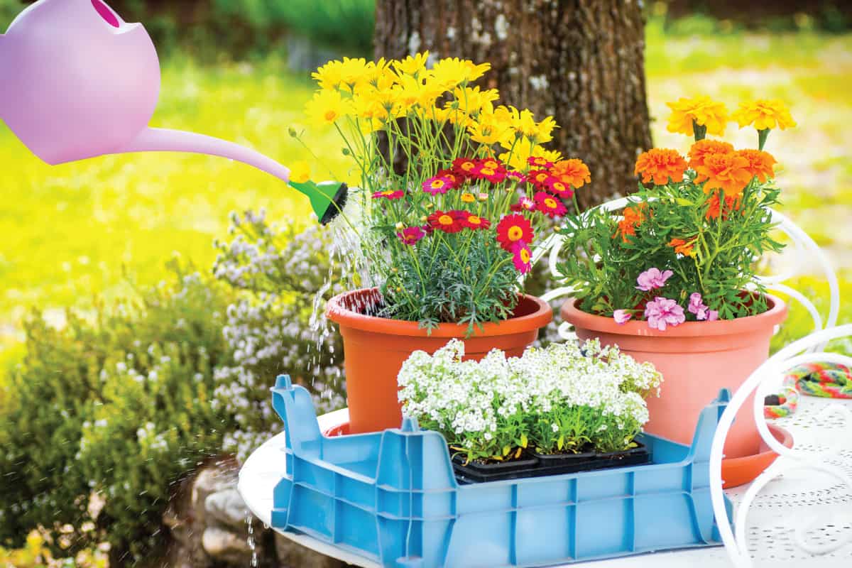 Close up of gardening and potting activity with some pot and multi-colored flowers, 39 Plants That Like Full Sun And Heat