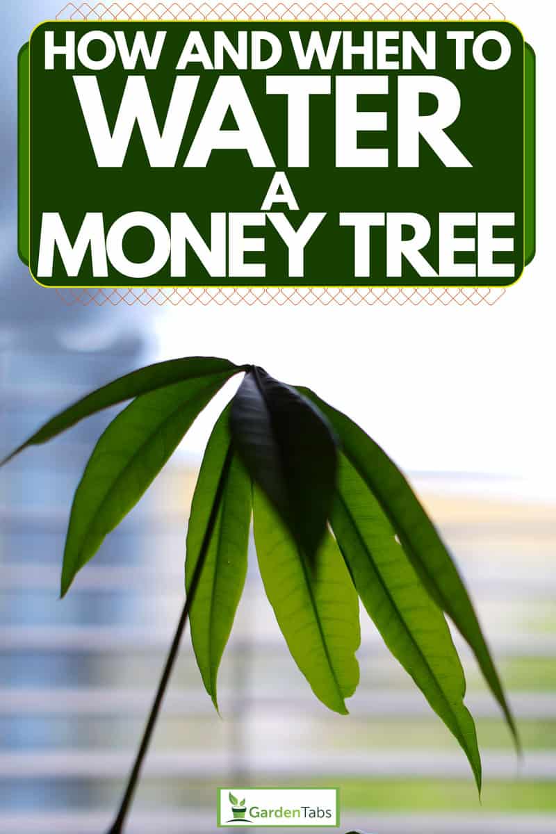 How And When To Water A Money Tree