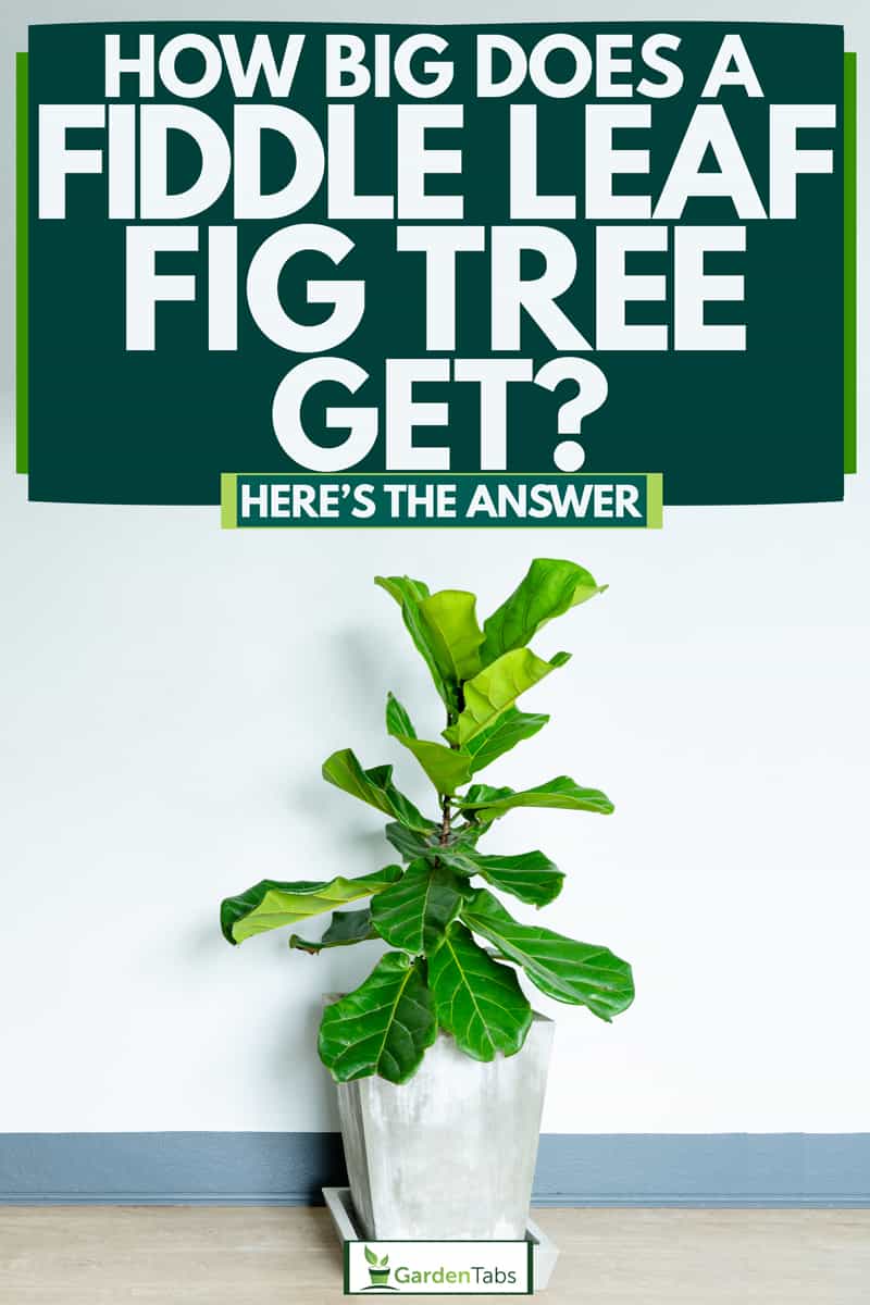 How Big Does A Fiddle Leaf Fig Tree Get? [Heres The Answer]