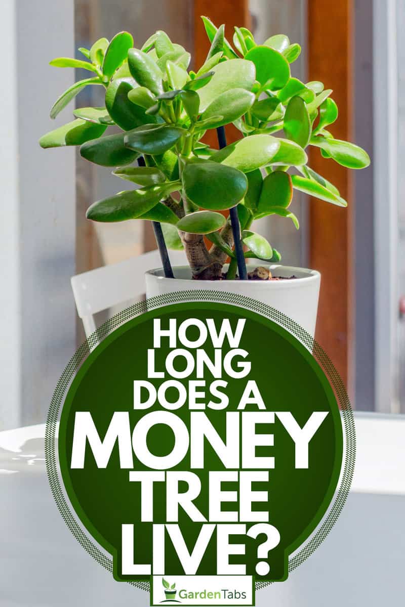 How Long Does A Money Tree Live?
