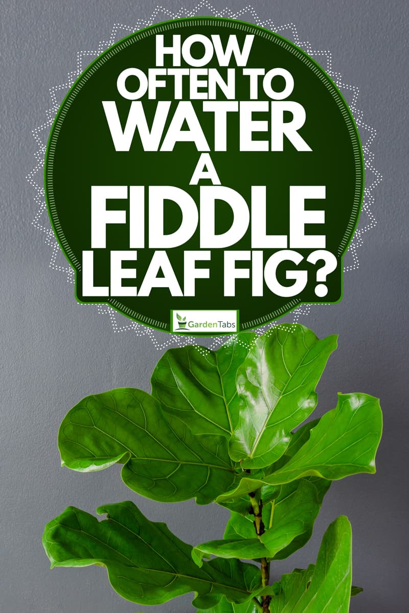 An up close fiddle leaf tree on a gray painted wall, How Often To Water A Fiddle Leaf Fig?