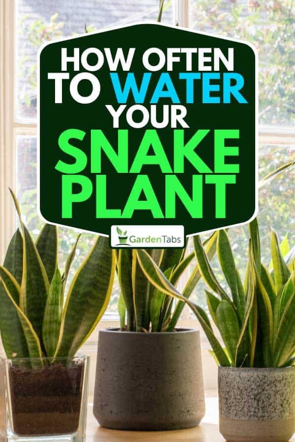 How Often To Water Your Snake Plant