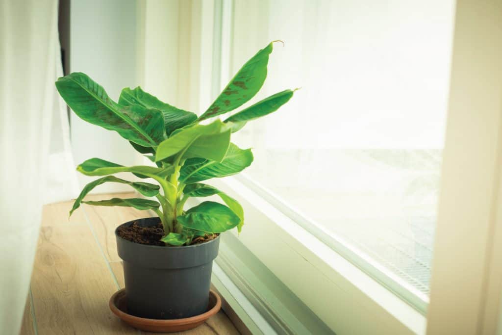 Musa Tropicana dwarf banana plant isolated and located near a big window