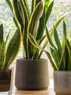 Potted snake plants inside a beautiful new flat or apartment, How Often To Water Your Snake Plant