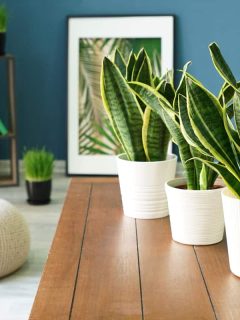 Three snake plants placed on a wooden table inside a blue walled room, 9 Snake Plant Arrangement Ideas
