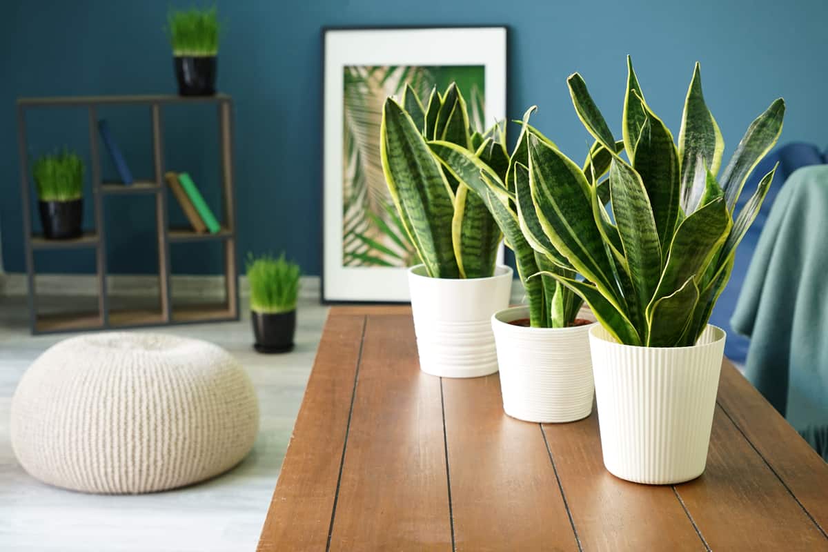 Three snake plants placed on a wooden table inside a blue walled room, 9 Snake Plant Arrangement Ideas